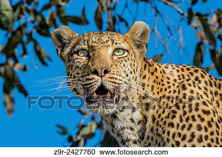 Close-up of a leopard in booking Moremi. Botswana. View Large Photo Image Stock Image - Close-up of a leopard in booking Moremi. Botswana.. Fotosearch