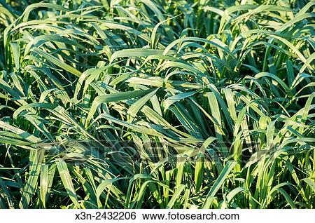 Close up of cover crop in Holtwood, Pennsylvania, USA. View Large Photo Image Stock Photograph - Close up of cover crop in Holtwood, Pennsylvania, USA.. Fotosearch
