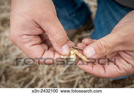 Close-up of farmer's hand holding soybeans picked from soybean field, in Millerstown, Pennsylvania, USA. View Large Photo Image Stock Image - Close-up of farmer's hand holding soybeans picked from soybean field, in Millerstown, Pennsylvania, USA.. Fotosearch
