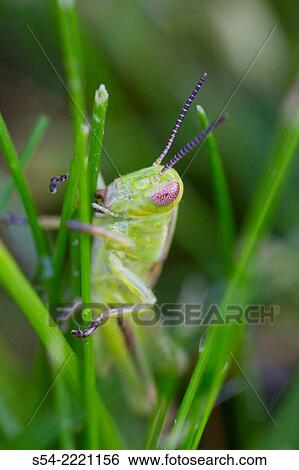 Stock Photograph - Closeup of a grasshopper outdoors.. Fotosearch