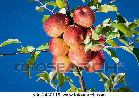 Cluster of red apples at an orchard in Cashtown, Pennsylvania, USA. View Large Photo Image Stock Photography - Cluster of red apples at an orchard in Cashtown, Pennsylvania, USA.. Fotosearch