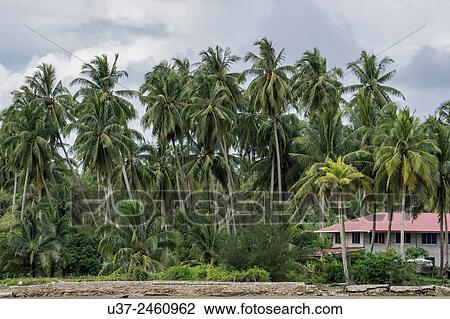 Stock Image - Coconut plantations at Pulau Sampadi beach, Sarawak, Malaysia.. Fotosearch