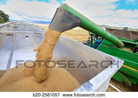 Combine cereal. Agricultural machinery Combine harvester on field of wheat? Learza? estate Near Estella, Navarre, Spain View Large Photo Image Stock Photo - Combine cereal. Agricultural machinery Combine harvester on field of wheat? Learza? estate Near Estella, Navarre, Spain. Fotosearch