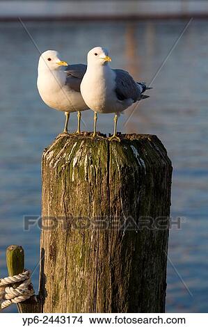 Common gulls (Larus canus) sitting on spile, Baltic Sea, Travem? nde, Schleswig-Holstein, Germany. View Large Photo Image Picture - Common gulls (Larus canus) sitting on spile, Baltic Sea, Travem? nde, Schleswig-Holstein, Germany.. Fotosearch