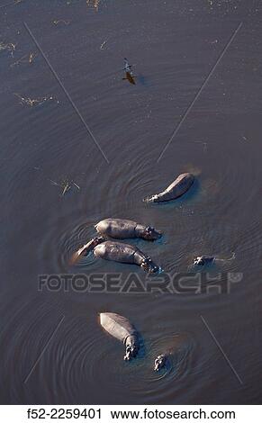 Stock Image - Common hippos (Hippopotamus amphibius), Okavango Delta, Botswana, Africa.. Fotosearch