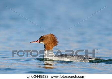 Common Merganser (Mergus merganser) or goosander swimming in blue water of Lake Geneva with shallow depth of field. View Large Photo Image Stock Image - Common Merganser (Mergus merganser) or goosander swimming in blue water of Lake Geneva with shallow depth of field.. Fotosearch