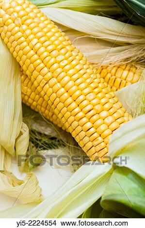Picture - Corn cobs.. Fotosearch