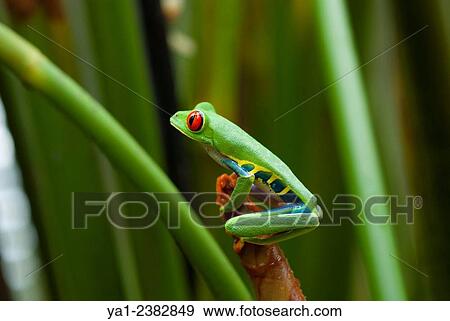 Stock Photo - Costa Rica. National park of Tortuguero, red eyes tree frog (Agalychnis callidryas). Fotosearch