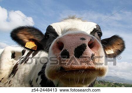 Cow Close-Up at Tineo, Asturias, Spain View Large Photo Image Stock Image - Cow Close-Up at Tineo, Asturias, Spain. Fotosearch