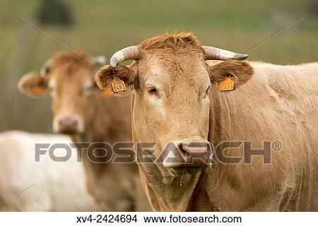 Cow in Burguete pastureland, Navarre, Spain. View Large Photo Image Picture - Cow in Burguete pastureland, Navarre, Spain.. Fotosearch
