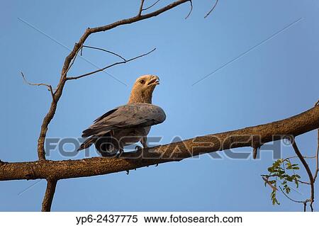 Crested honey buzzard (Pernis ptilorhyncus) sitting on branch, Tadoba National Park, Maharashtra, India. View Large Photo Image Stock Photography - Crested honey buzzard (Pernis ptilorhyncus) sitting on branch, Tadoba National Park, Maharashtra, India.. Fotosearch