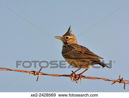 Stock Photo - Crested Lark Galerida cristata, Crete. Fotosearch