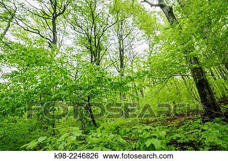 Croatia, Green trees in forest View Large Photo Image Stock Photograph - Croatia, Green trees in forest. Fotosearch