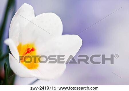 Crocus Blue Pearl View Large Photo Image Stock Photography - Crocus Blue Pearl. Fotosearch