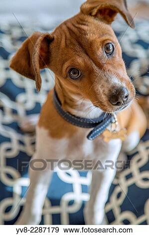 Stock Photo - Cross breed puppy.. Fotosearch