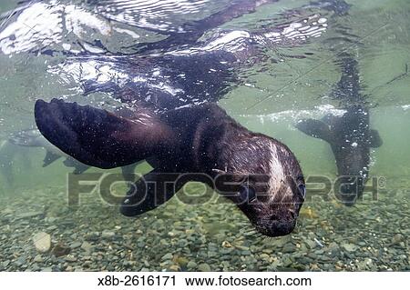 Curious Antarctica fur seal pups, Arctocephalus gazella, underwater in Husvik Bay, South Georgia, UK Overseas Protectorate. View Large Photo Image Stock Image - Curious Antarctica fur seal pups, Arctocephalus gazella, underwater in Husvik Bay, South Georgia, UK Overseas Protectorate.. Fotosearch