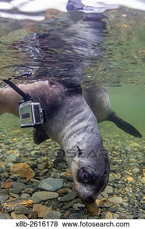 Curious Antarctica fur seal pups, Arctocephalus gazella, underwater with GoPro in Husvik Bay, South Georgia. View Large Photo Image Stock Photo - Curious Antarctica fur seal pups, Arctocephalus gazella, underwater with GoPro in Husvik Bay, South Georgia.. Fotosearch