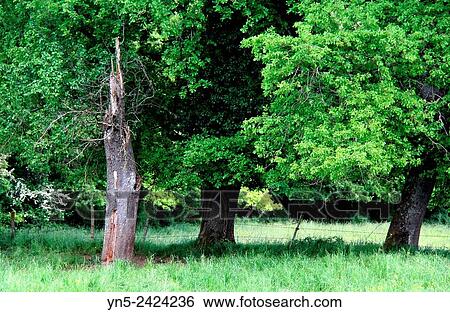 Dead tree destroyed by the wind View Large Photo Image Stock Photograph - Dead tree destroyed by the wind. Fotosearch