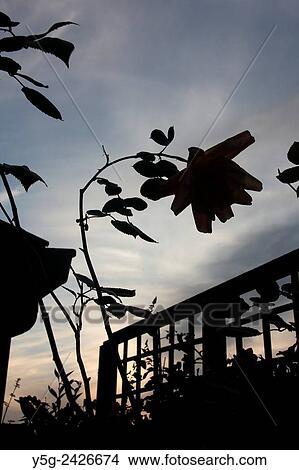 Picture - detail of rose plant in garden in rome italy. Fotosearch