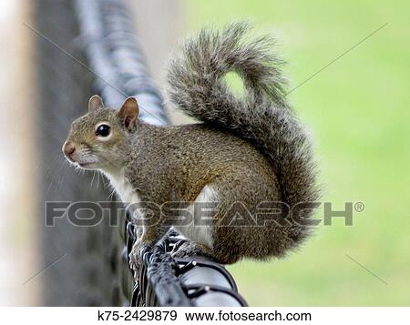 Eastern gray squirrel, sciurus carolinensis View Large Photo Image Stock Photo - Eastern gray squirrel, sciurus carolinensis. Fotosearch