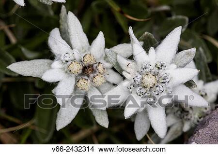 Edelweiss. View Large Photo Image Picture - Edelweiss.. Fotosearch
