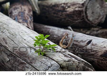 Elderberry tree growing in a discarded length of driftwood at Iona Park, Richmond. View Large Photo Image Stock Photograph - Elderberry tree growing in a discarded length of driftwood at Iona Park, Richmond.. Fotosearch