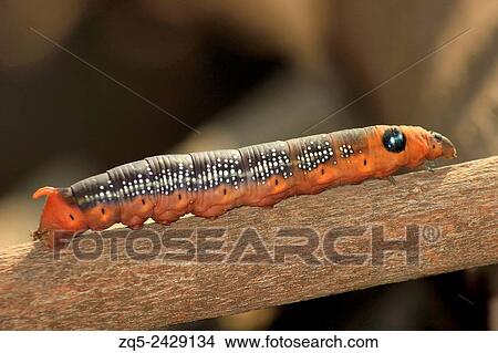 Elephant hawk moth caterpillar (Deilephila elpenor). View Large Photo Image Picture - Elephant hawk moth caterpillar (Deilephila elpenor).. Fotosearch
