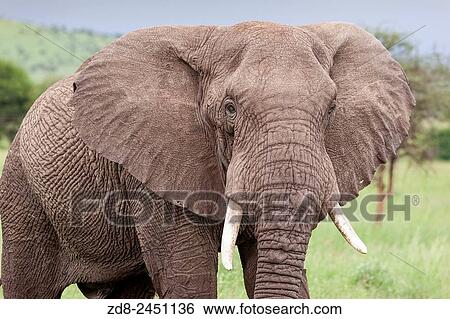 elephant in serengeti national park. View Large Photo Image Stock Photograph - elephant in serengeti national park.. Fotosearch