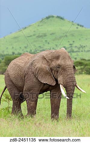 Stock Photography - elephant in serengeti national park.. Fotosearch