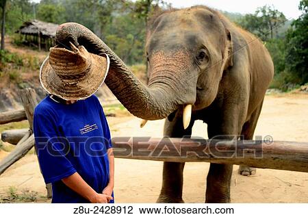 Elephant playing with hat in Chiang Mai. Thailand View Large Photo Image Stock Image - Elephant playing with hat in Chiang Mai. Thailand. Fotosearch