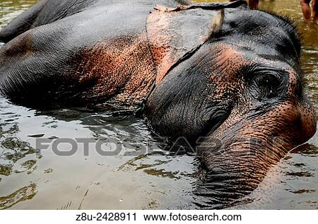 Elephant taking a bath in Chiang Mai. Thailand View Large Photo Image Stock Image - Elephant taking a bath in Chiang Mai. Thailand. Fotosearch