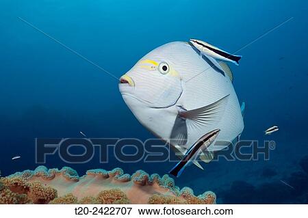 Elongate Surgeonfish cleaned by Cleaner Wrasse, Acanthurus mata, Great Barrier Reef, Australia. View Large Photo Image Stock Photo - Elongate Surgeonfish cleaned by Cleaner Wrasse, Acanthurus mata, Great Barrier Reef, Australia.. Fotosearch