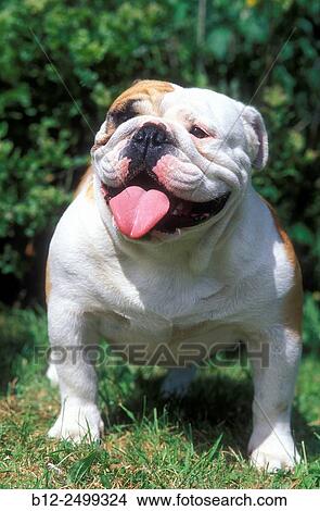 Picture - English Bulldog (Canis familiaris).. Fotosearch