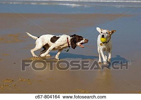 english springer terrier