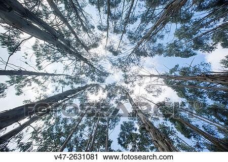 Stock Image - Eucalyptus forest in the Camino de Santiago, near Mondonedo, Lugo, Galicia, Spain, Europe. Fotosearch