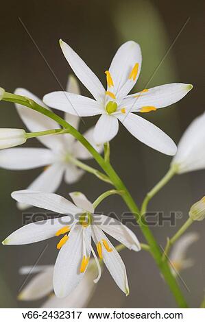 Falangera. View Large Photo Image Stock Photo - Falangera.. Fotosearch