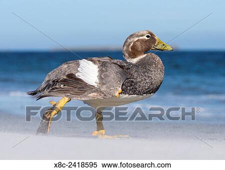 Stock Photography - Falkland Flightless Steamer Duck (Tachyeres brachypterus) or Logger, an endemic duck of the Falklands. Male with orange, female with green beak. South America, Falkland Islands, January.. Fotosearch