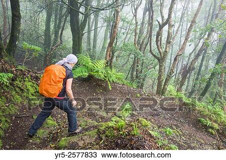 Stock Image - Female hiker in Laurisilva forest in Anaga Rural park on Tenerife, Canary Islands, Spain. Model released.. Fotosearch