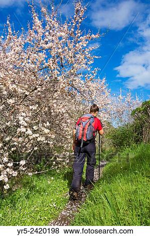 Stock Photo - Female hiker under Almond tree in flower on mountain footpath on Gran Canaria, Canary Islands, Spain.. Fotosearch