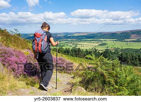 Stock Photo - Female walker at Hasty Bank on The Cleveland Way National Trail. North York Moors National Park, England, United Kingdom.. Fotosearch