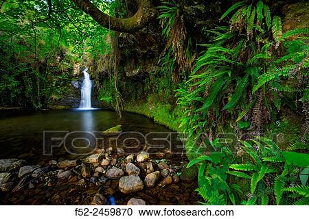Ferns, Lamia waterfall, Lamia, Saja Besaya Natural Park, Cantabria, Spain, Europe. View Large Photo Image Stock Image - Ferns, Lamia waterfall, Lamia, Saja Besaya Natural Park, Cantabria, Spain, Europe.. Fotosearch