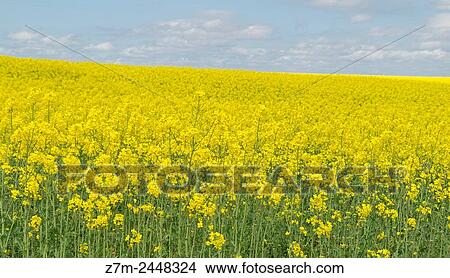 Field of yellow flowers. Segovia province. Castile-Leon. Spain. View Large Photo Image Picture - Field of yellow flowers. Segovia province. Castile-Leon. Spain.. Fotosearch