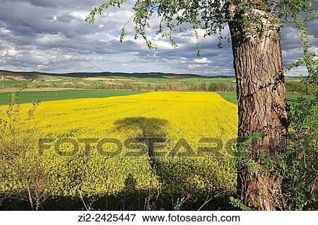 Fields of colza in bloom. Alarilla, Guadalajara, Spain View Large Photo Image Stock Photo - Fields of colza in bloom. Alarilla, Guadalajara, Spain. Fotosearch