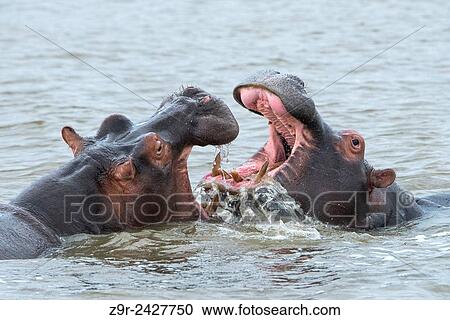 Fighting without violence between two young hippos. View Large Photo Image Stock Image - Fighting without violence between two young hippos.. Fotosearch