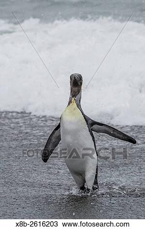 First year adult king penguin, Aptenodytes patagonicus, returning from sea at St. Andrews Bay, South Georgia. View Large Photo Image Stock Image - First year adult king penguin, Aptenodytes patagonicus, returning from sea at St. Andrews Bay, South Georgia.. Fotosearch