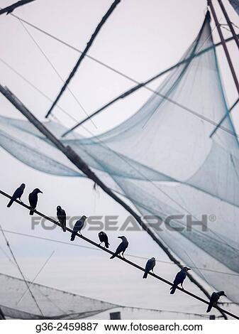 Stock Photo - Flock of birds perching on fishing boat, Cochin, Kerala, India.. Fotosearch