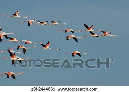 Flock of flamingos (Phoenicopterus ruber) flying on brackish water. Salobrar de Campos, Mallorca, Spain, Europe. View Large Photo Image Stock Photography - Flock of flamingos (Phoenicopterus ruber) flying on brackish water. Salobrar de Campos, Mallorca, Spain, Europe.. Fotosearch