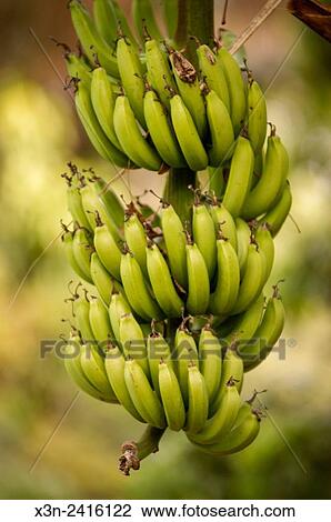 Stock Image - Florida, USA - Gene Joyner's Unbelievable Acres Botanic Garden, Joyner is a Palm Beach County Extension agent.. Fotosearch