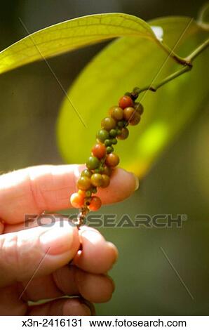 Stock Image - Florida, USA - Gene Joyner's Unbelievable Acres Botanic Garden, Joyner is a Palm Beach County Extension agent.. Fotosearch