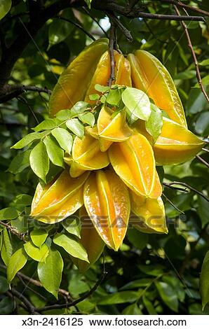 Stock Photography - Florida, USA - Gene Joyner's Unbelievable Acres Botanic Garden, Joyner is a Palm Beach County Extension agent.. Fotosearch